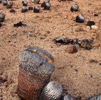 Copiapoa_columna-alba_GM_1166.jpg