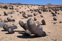 Copiapoa_columna-alba_GM_1171.jpg