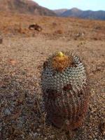 Copiapoa_columna-alba_GM_1417.jpg