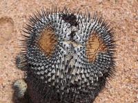 Copiapoa_columna-alba_GM_1449.jpg