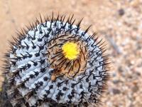 Copiapoa_columna-alba_GM_1561.jpg