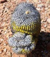 Copiapoa_columna-alba_GM_1566.1.jpg