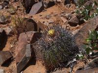 Copiapoa_coquimbana_Domeykoensis_GM_1472.1.jpg