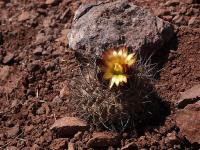 Copiapoa_coquimbana_GM_1477.7.jpg