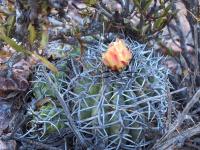 Copiapoa_coquimbana_GM_1589.1.jpg