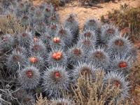 Copiapoa_coquimbana_GM_1599.jpg