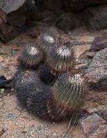 Copiapoa_coquimbiana_GM_1431.1.jpg