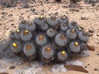 Copiapoa_dealbata_GM_1152.4.jpg