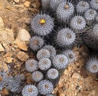 Copiapoa_dealbata_GM_1153.1.jpg