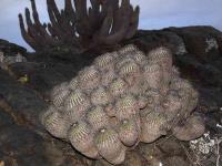 Copiapoa_dealbata_GM_1429.3.jpg