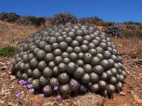 Copiapoa_dealbata_GM_1460.1.jpg