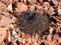Copiapoa_desertorum_GM_1556.1.jpg