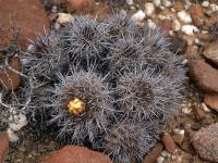 Copiapoa_echinata_GM_1152.5.jpg