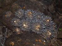 Copiapoa_echinata_GM_1429.1.jpg