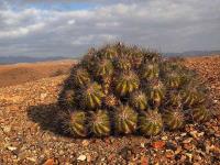 Copiapoa_echinoidea_GM_1428.1.jpg