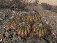Copiapoa_echinoides_GM_1427.2.jpg