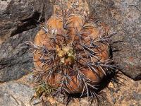 Copiapoa_echinoides_GM_1458.1.jpg