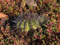 Copiapoa_echinoides_GM_1462.4.jpg