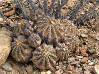 Copiapoa_echinoides_nana_GM_1155.5.jpg