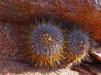 Copiapoa_echinus_GM_1569.jpg