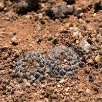 Copiapoa_esmeraldana_GM_1168.jpg