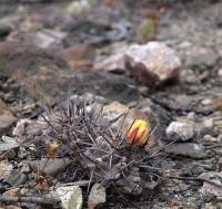 Copiapoa_fiedleriana_GM_1151.2.jpg