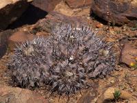 Copiapoa_fiedleriana_GM_1464.1.jpg