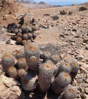 Copiapoa_gigantea_GM_1176.jpg
