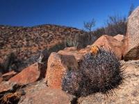 Copiapoa_griseoviolacea_GM_1577.jpg