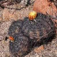 Copiapoa_griseoviolacea_GM_1578.jpg
