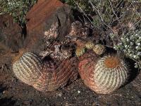 Copiapoa_haseltoniana_GM_1447.4.jpg