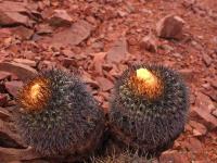Copiapoa_haseltoniana_GM_1554.4.jpg