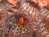 Copiapoa_haseltoniana_GM_1554.6.jpg