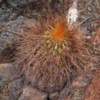Copiapoa_haseltoniana_GM_1555.4.jpg
