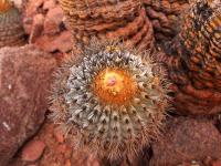 Copiapoa_haseltoniana_GM_1555.jpg