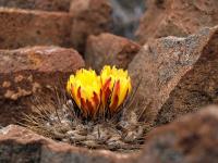 Copiapoa_humilis_GM_1156.jpg