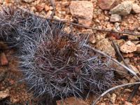 Copiapoa_humilis_GM_1555.5.jpg