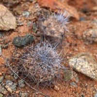 Copiapoa_humilis_longispina_GM_1556.jpg