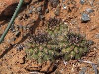 Copiapoa_humilis_ssp._tenuissima_GM_1445.jpg
