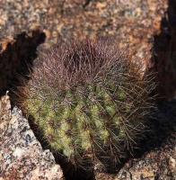 Copiapoa_humilis_ssp._variispina_GM_1457.jpg