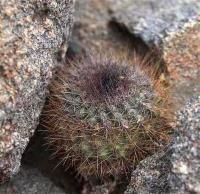Copiapoa_humilis_ssp._variispinata_GM_1413.jpg