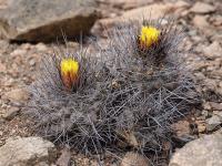 Copiapoa_humilis_v._montana_GM_1181.jpg
