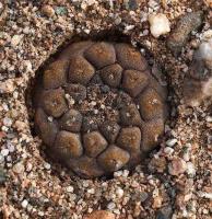Copiapoa_hypogea_barquitensis_GM_1454.jpg