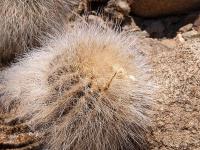 Copiapoa_krainziana_GM_1174.jpg