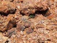 Copiapoa_lauii_GM_1452.1.jpg