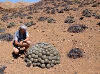 Copiapoa_longistaminea_GM_1168.7.jpg
