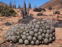 Copiapoa_longistaminea_GM_1452.3.jpg