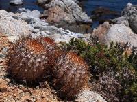 Copiapoa_longistaminea_goldii_GM_1448.3.jpg