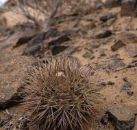 Copiapoa_marginata_GM_1159.2.jpg