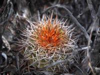 Copiapoa_marginata_GM_1418.jpg